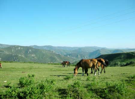 Caballos pastando por la Sierra la Muria (Allande-Asturias)