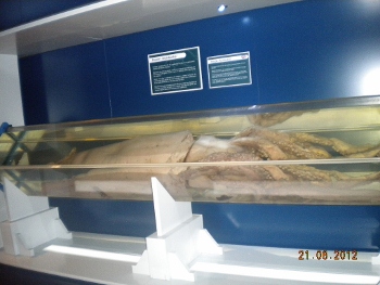 Calamar Gigante sito en Museo Luarca