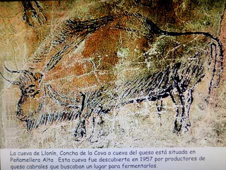 Toro en la Cueva de Llonín (Peñamellera Alta-Asturias)