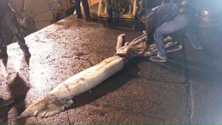 Calamar gigante rescatado en el caladero El Cudillo (Asturias)