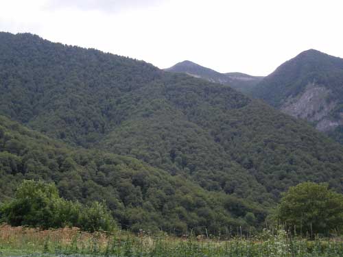 Bosque tupido de Hermo (Asturias)
